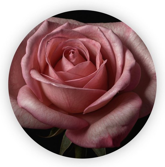Roze roos - Bloemen wandcirkels - Schilderij rozen - Muurdecoratie modern - Dibond schilderij - Kunst aan de muur - 40 x 40 cm 3mm