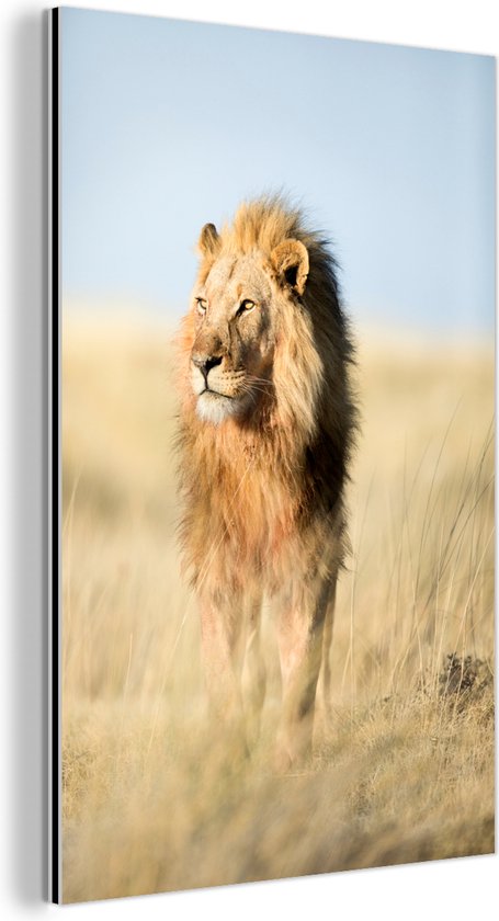 Gros plan lion marchant Aluminium 120x180 cm - Tirage photo sur Aluminium (décoration murale métal) XXL / Groot format!
