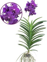 Plant in a Box - Vanda Velvet Blackberry - Tropische Orchidee - Prachtige kleurenmix - Bloeiende Orchidee - Hoogte 80-90cm
