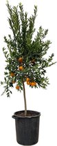 NatureNest - Mandarijnboom - Citrus Mandarino - 1 Stuk - 200cm