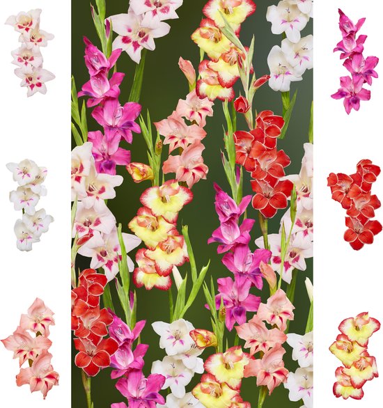 The Bulb Farmers - 144 x Gladiolen - 'Rainbow' collection - proefpakket - 2024 - bloembollen direct van de kweker - zomerbloeier - bolmaat 10/+ (meest geschikte maat voor in de tuin)
