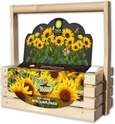 Kit de culture complet Fresh Farm Sunflower en bois FSC