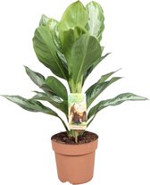 Trendyplants - Aglaonema Silver Bay - Kamerplant - Hoogte 45-65 cm - Potmaat Ø17cm