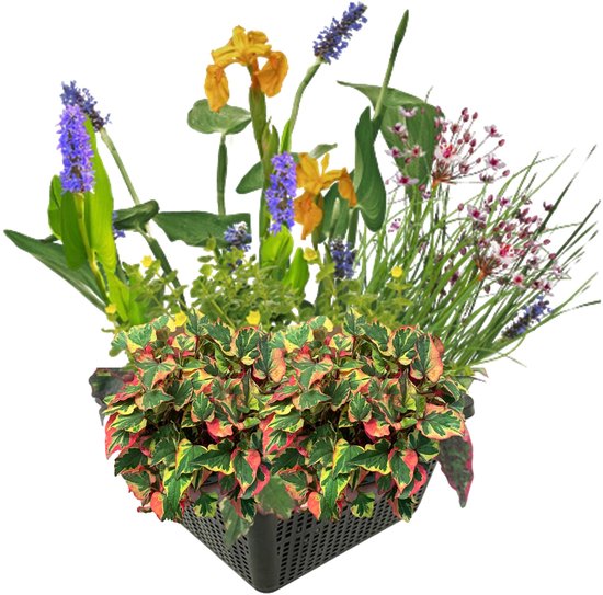 vdvelde.com - Mini Vijver Waterplanten Set Winterhard - 4 Bloeiende Waterplanten - Inclusief Vijvermand, Klei, Afdekgrind en Vijverplanten voeding - Van der Velde Waterplanten