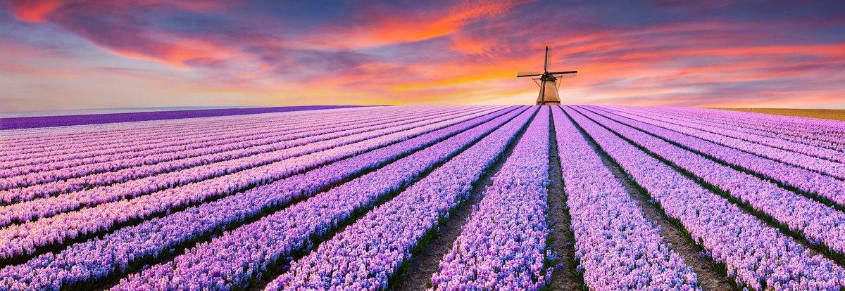 karo-art Schilderij - Paars bloemenveld in Holland, panorama, 2 maten Multikleur
