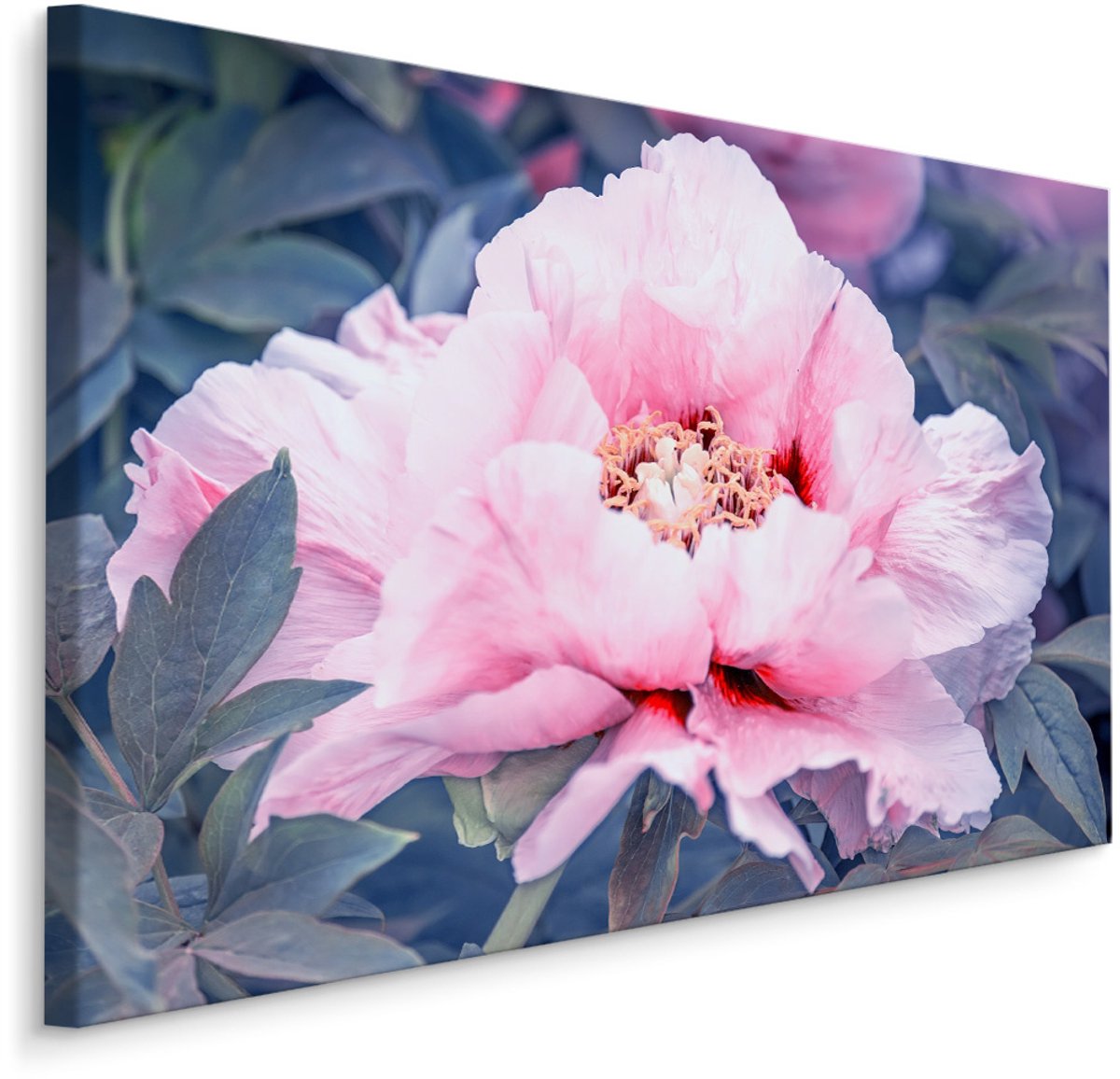karo-art Schilderij - Prachtige roze roos in bloei, eyecatcher in uw kamer, premium print Multikleur