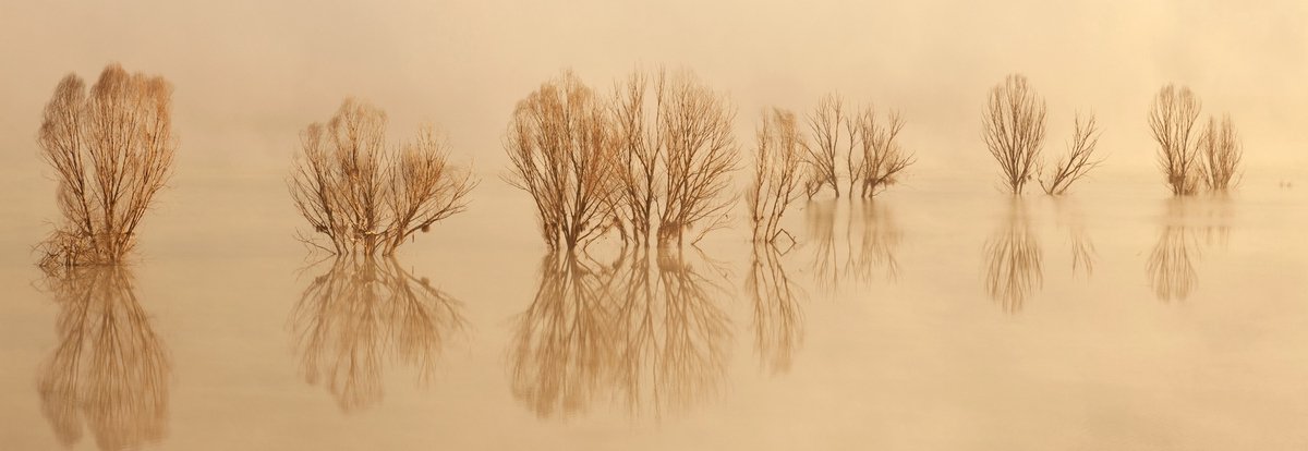 karo-art Schilderij - Bomen in een meer, beige, panorama, 2 maten Multikleur