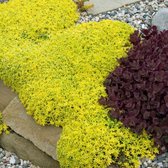 6 x Vetkruid of Muurpeper Geel|Groen - Bodembedekker Winterhard - Sedum acre Aureum in 9x9cm pot met hoogte 5-10cm