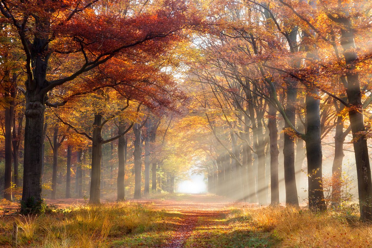 karo-art Schilderij - Herfstpad, Prachtige doorgang door het Bos, Premium Print, Wanddecoratie Multikleur