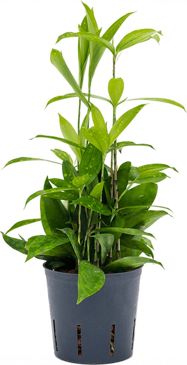 Dracaena surculosa - Toef Hydrocultuur - 30