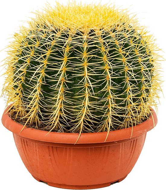 De leukste cactus soorten en hoe ze te verzorgen
