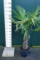 Palmboom - Trachycarpus Fortunei stamhoogte 40 cm, totale hoogte 130 cm