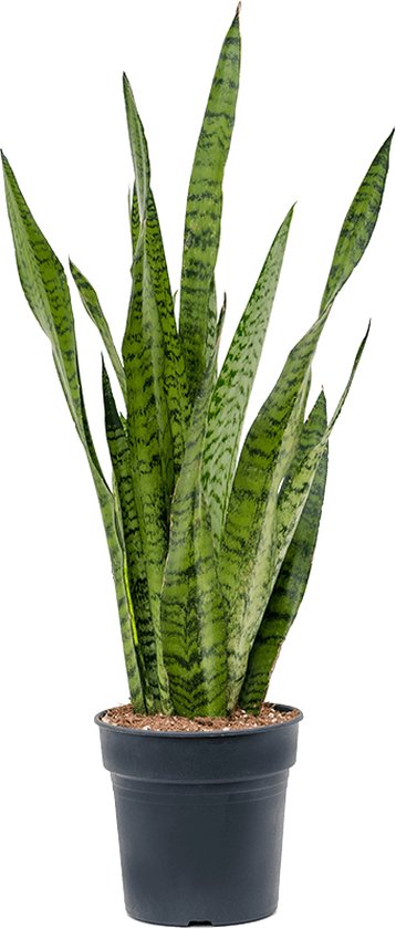 Sansevieria zeylanica