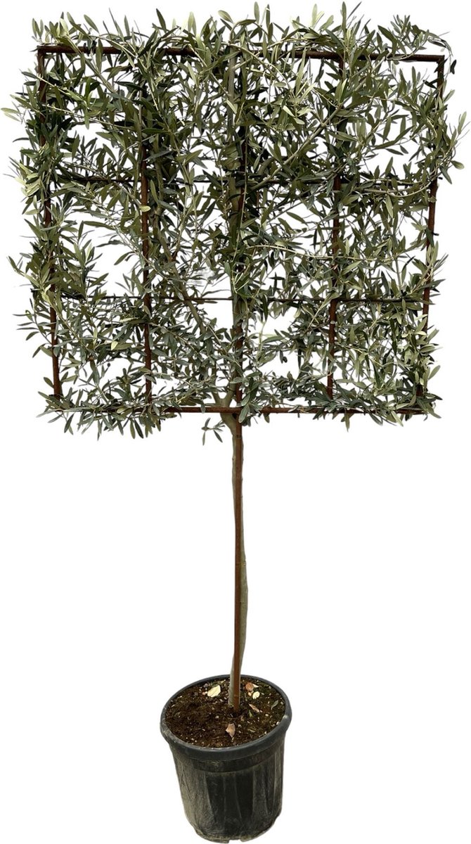 Green Bubble Combi deal 2 x Olijfboom Olea Europaea op rek 225cm