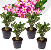 Plant in a Box - Adenium Obesum - Set van 4 - Bloeiende Woestijnrozen - Pot 10.5cm - Hoogte 25-40cm