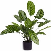 Kunstplant Calathea Makoyana 60 cm