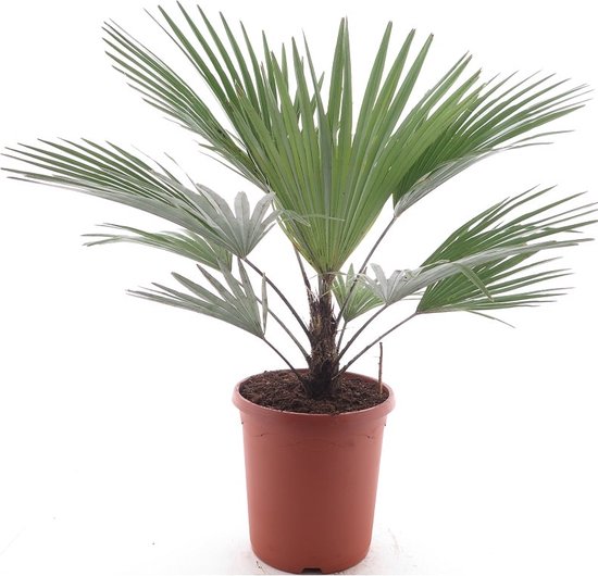 Winterharde palm soorten: 11 palmbomen die goed tegen vorst kunnen 7 Trachycarpus princeps - totale hoogte 60+ cm - pot Ø 26 cm