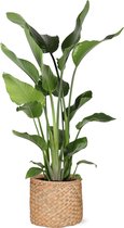 Strelitzia Nicolai in Albury NATURAL mand - Potmaat 24cm - Hoogte 120cm