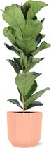 Ficus Lyrata - Ø21Cm - 90Cm In Vibes Roze Pot