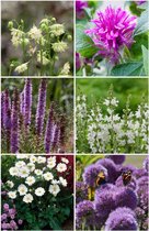 Bulbes de Brenda - Paquet de plantes vivaces abeilles et papillons violet/blanc - 6 espèces - 14 pièces - allium - anémone - ancolie - liatris - monarda - salvia