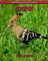 Hoopoe