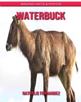 Waterbuck