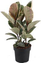 Kamerplant van Botanicly – Rubberboom – Hoogte: 50 cm – Ficus Elastica Tineke