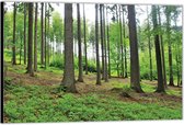 Dibond –Schuinlopende Bomen in het Bos– 90x60 Foto op Aluminium (Wanddecoratie van metaal)