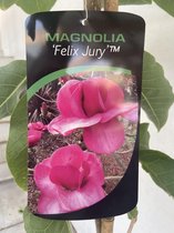 Magnolia 'Felix Jury' / Zeer grote zachtroze bloemen! / 120 cm