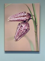 Fotocanvas - Fritillaria Meleagris 40x30 cm