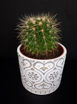 Echinocactus Grusoni in 12cm Sierover pot Schoonmoederstoel