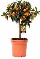 Fruitgewas van Botanicly – Citrus Kumquat – Hoogte: 60 cm