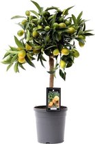Fruitgewas van Botanicly – Citrus Kumquat – Hoogte: 50 cm