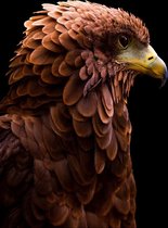 Adelaar op Aluminium - WallCatcher | Staand 70 x 105 cm | Bateleur Eagle