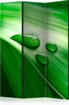 Kamerscherm - Scheidingswand - Vouwscherm - Leaf and three drops of water [Room Dividers] 135x172 - Artgeist Vouwscherm