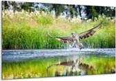 Glasschilderij Roofvogel over water - 120 x 70 cm