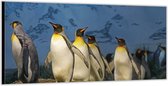 Dibond –Pinguïns – 200x100 Foto op Aluminium (Wanddecoratie van metaal)