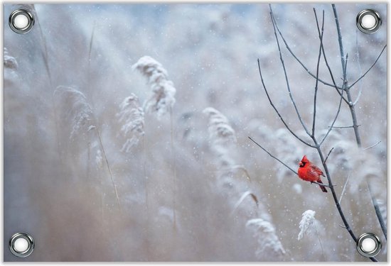 Tuinposter –Rode Kardinaal op Takje in de Sneeuw– 40x30 Foto op Tuinposter (wanddecoratie voor buiten en binnen)