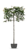 Lei-moeraseik  | Quercus Palustris | leiboom | Stamomtrek: 8-10 cm | Stamhoogte: 150 cm | Rek: 150