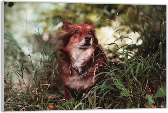 Acrylglas –Bruine Hond met Witte Bef in Gras– 60x40 (Wanddecoratie op Acrylglas)