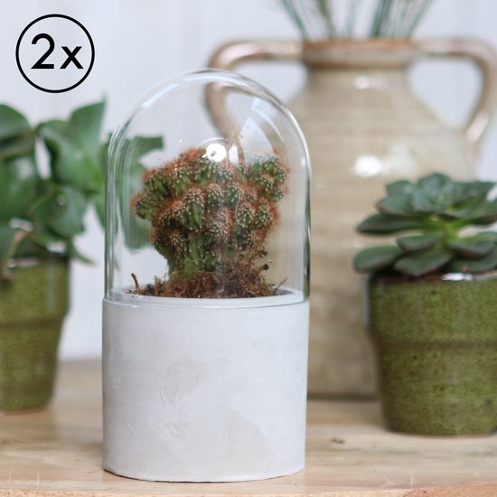 2x Bloempot met Glazen Stolp voor Binnen - Bloemen & Planten - Ø8 h.16 cm |  bol.com