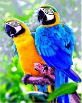 Diamond painting - Papagaai - Dieren - Hobby - Diamond schilderen - Volwassen - Kinderen - Papagaai - Vogels - 20x30cm