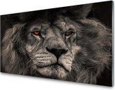 GLASSCHILDERIJ | Leeuw, lion | 120 x 80 cm | Incl. Blind ophangsysteem | Glazen schilderij met hoge kwaliteit print