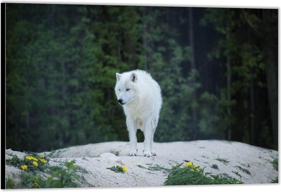 Dibond –Witte Wolf in Natuur-120x80 Foto op Aluminium (Met ophangsysteem)