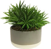SENSE Crassula in pot green 16cm -Kamerplant - Balkon - Woonkamer decoratie -Succulent Jadeplant Crassula - '** 2 STUKS**' - Plant