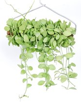 Trendy hangplant - Dischidia Geri