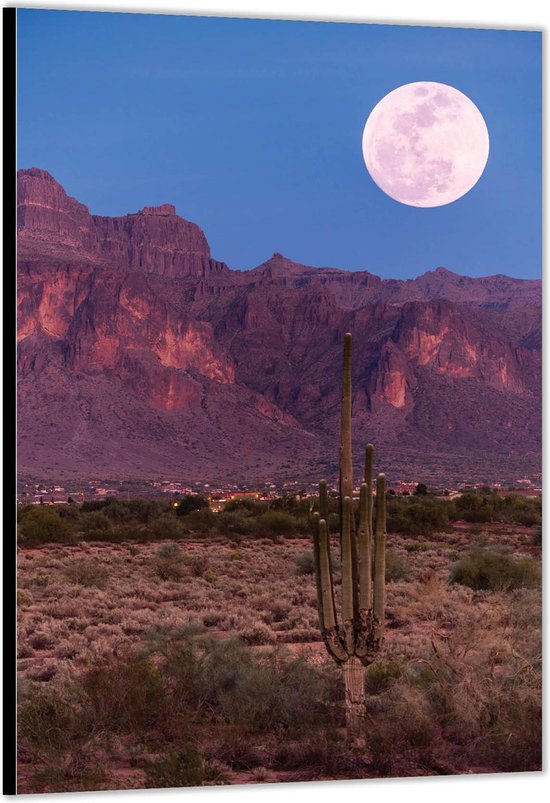 Dibond -Nationaal Bos in Arizona - Amerika- Foto op Aluminium (Wanddecoratie van metaal)