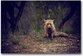 MN Collections - Schilderij - Animal Photography. - Zwart, Wit En Bruin - 105 X 70 Cm