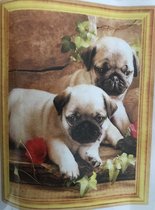 Diamond Painting 50 X 40 - Bulldog pups - Volledige bedekking, Complete set 017