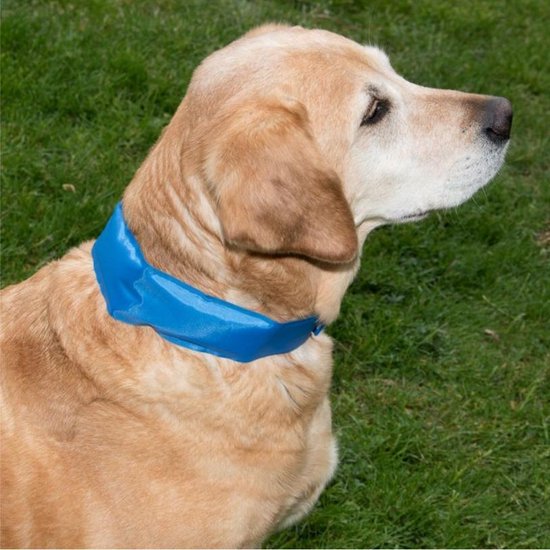 Koelingshalsband voor Honden - Halsband Koelelement Verkoeling Honden + Rheme... | bol.com